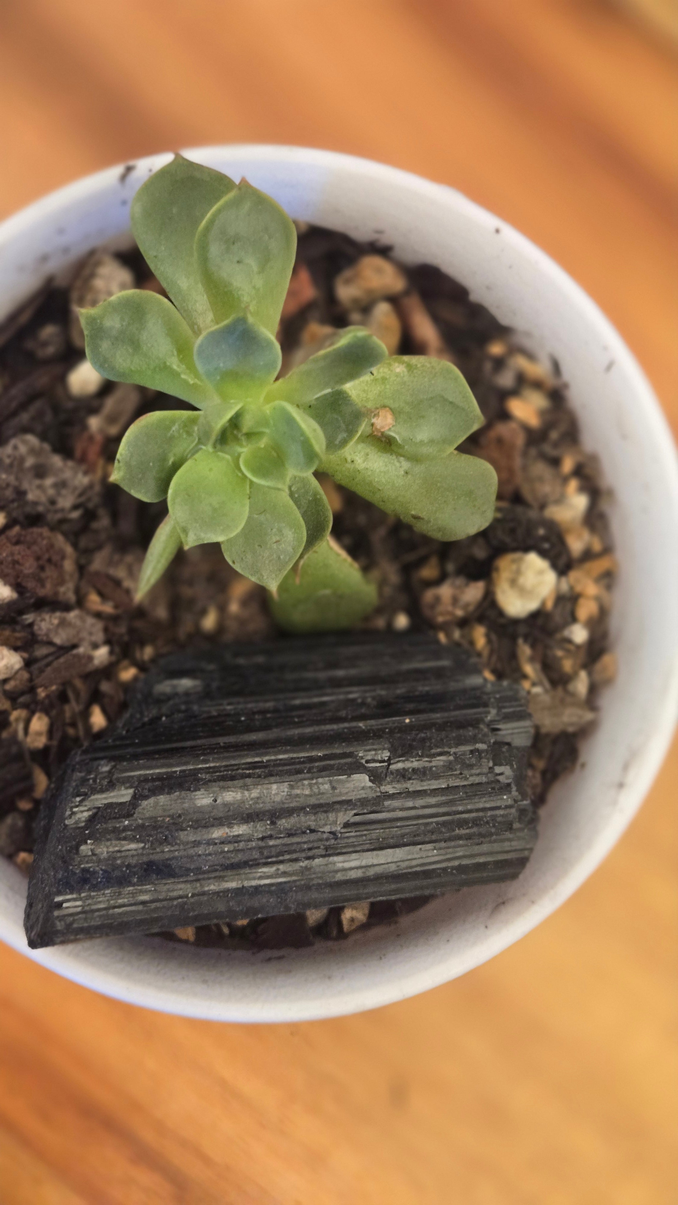 Small PowerPlant - Black Tourmaline (Protection)