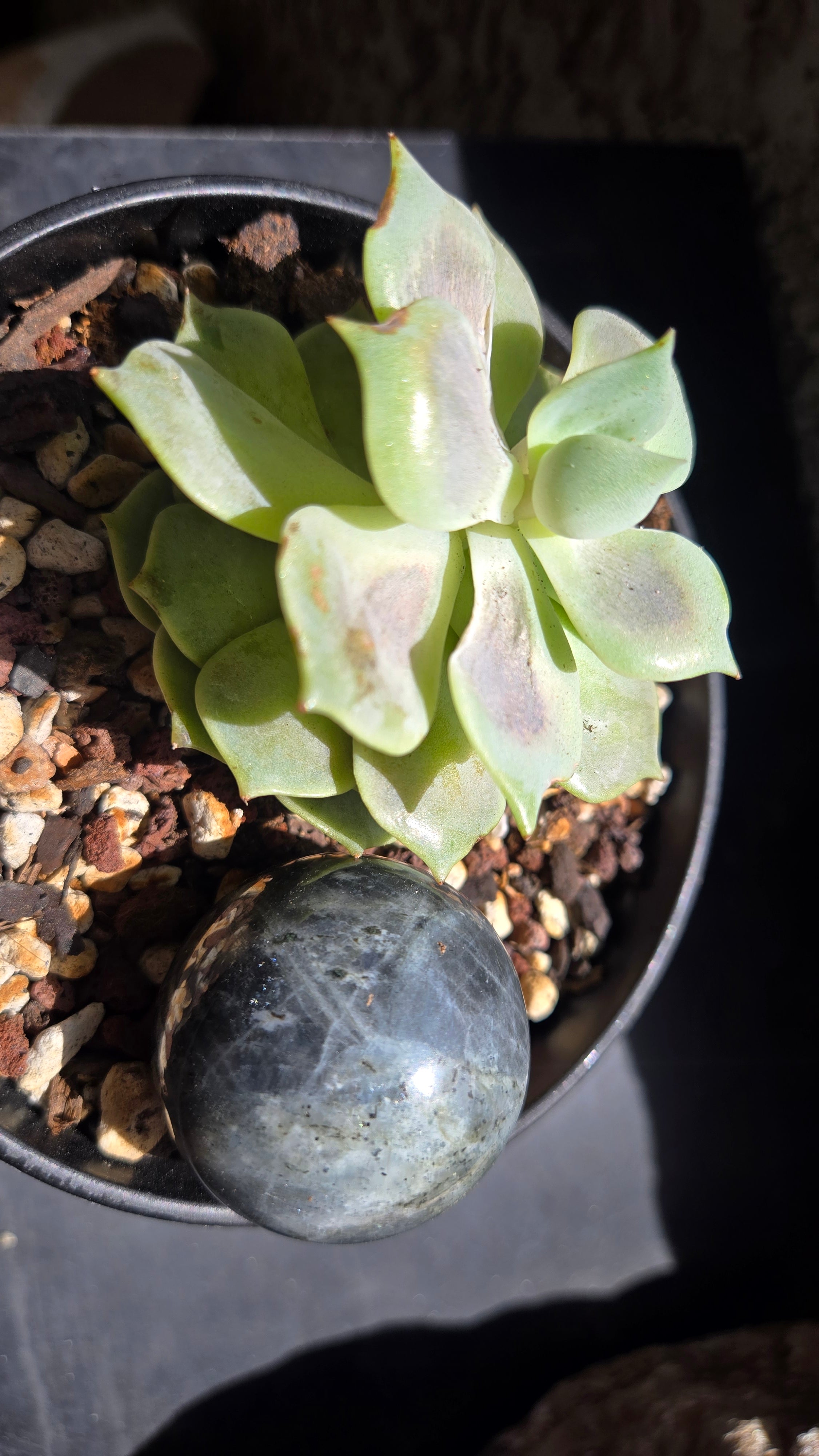 Labradorite