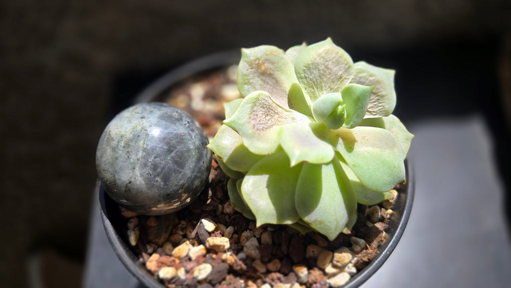 Labradorite