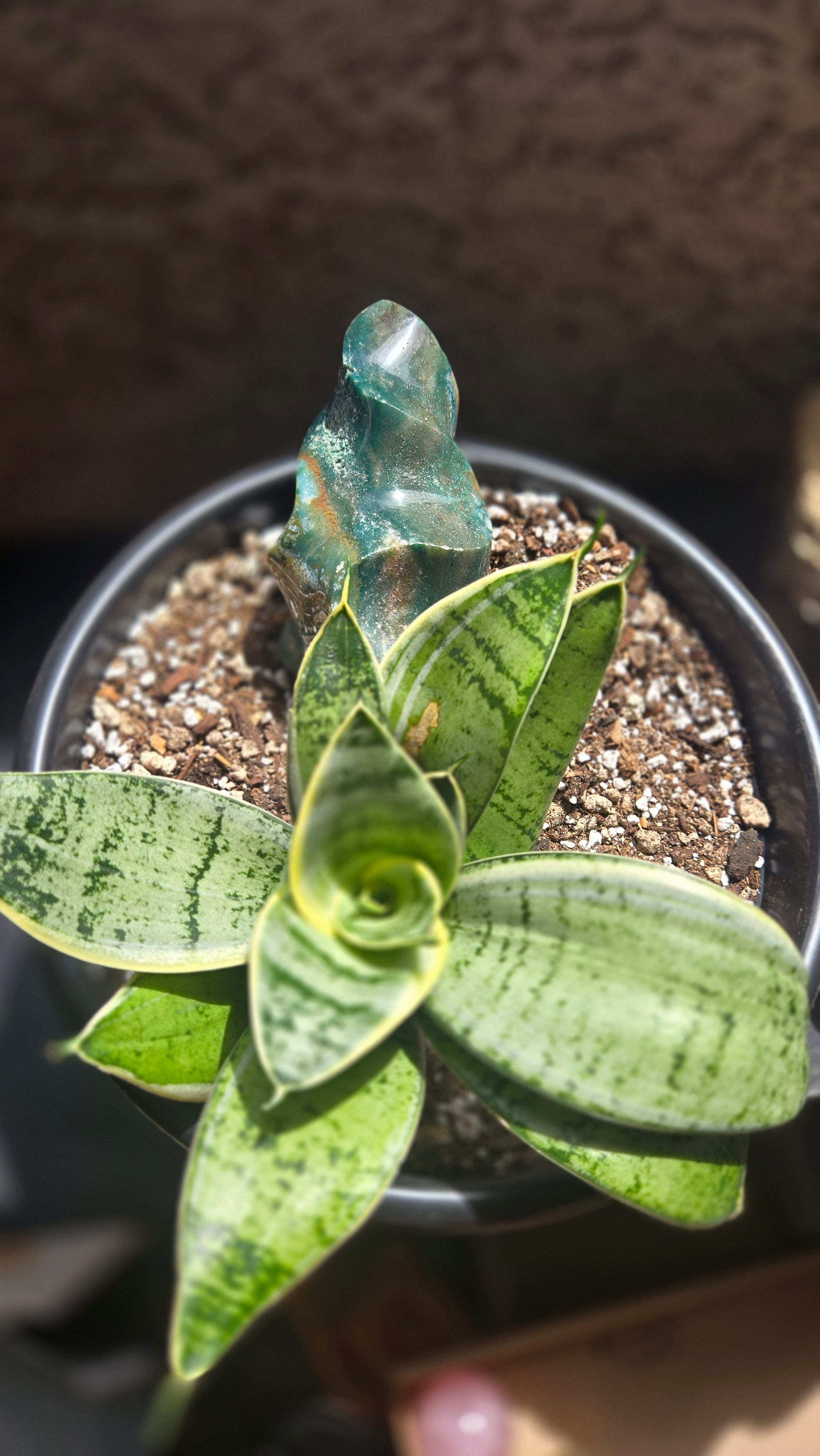 Ocean Jasper