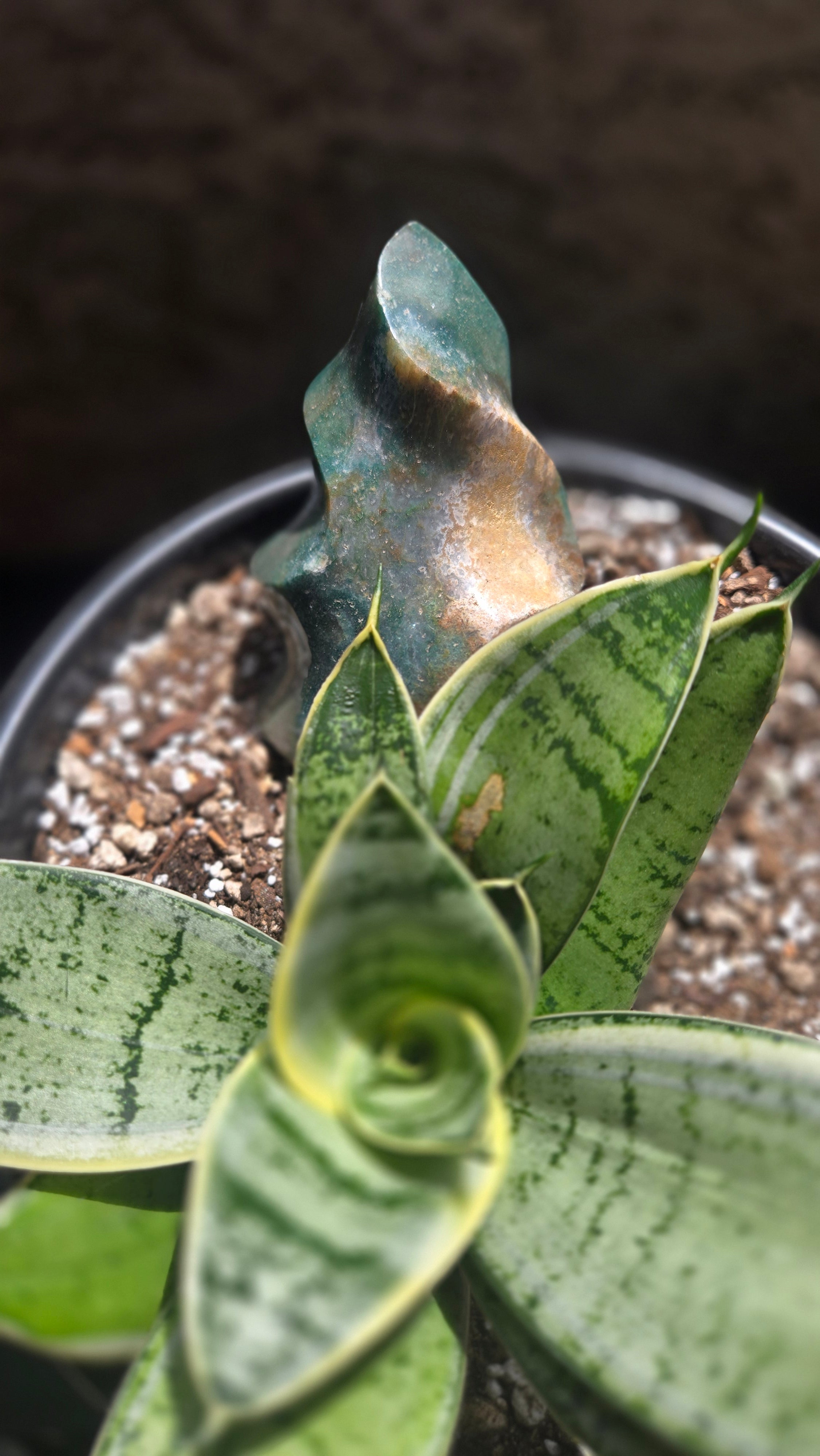 Ocean Jasper