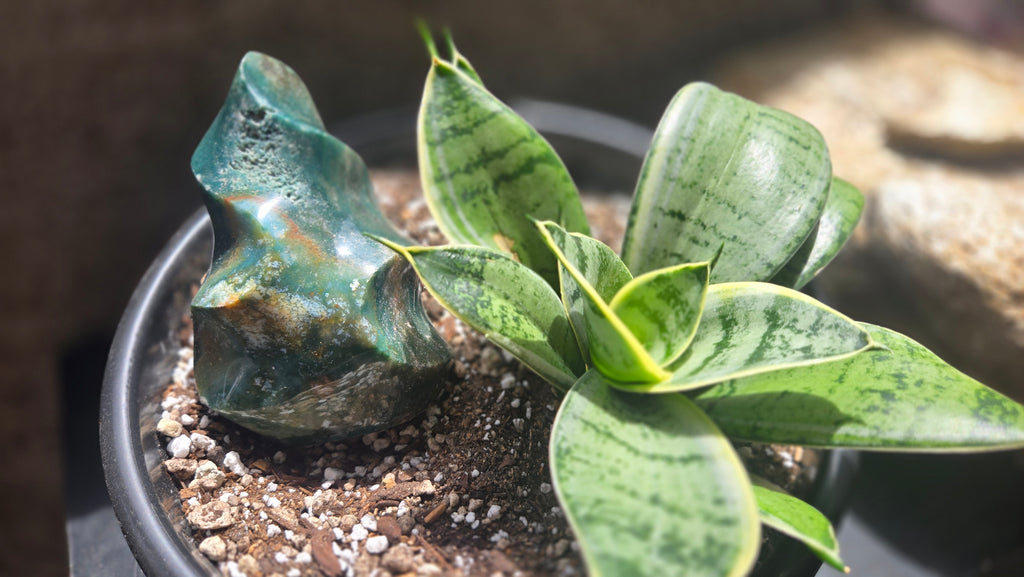 Ocean Jasper