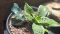 Ocean Jasper