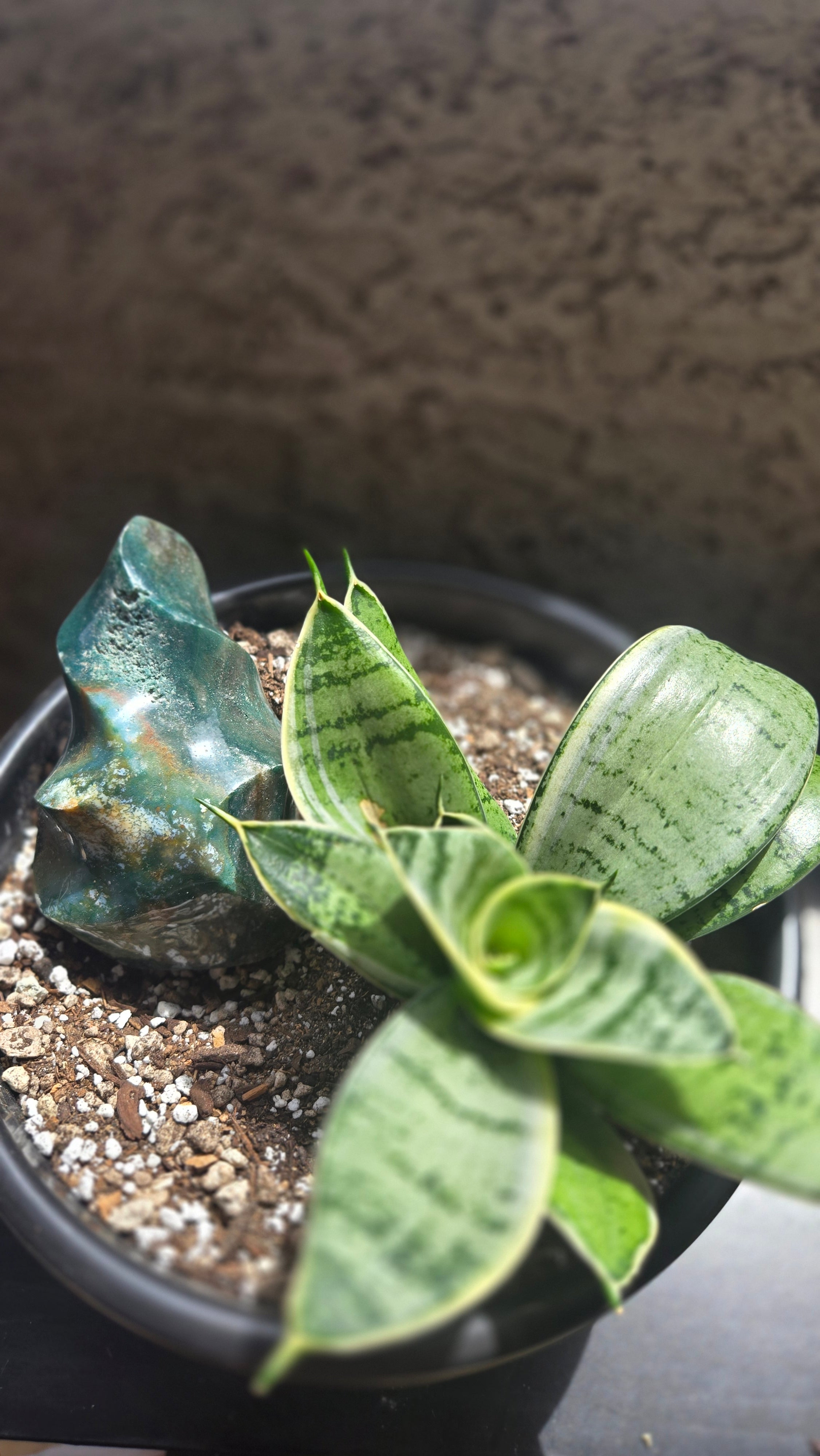 Ocean Jasper